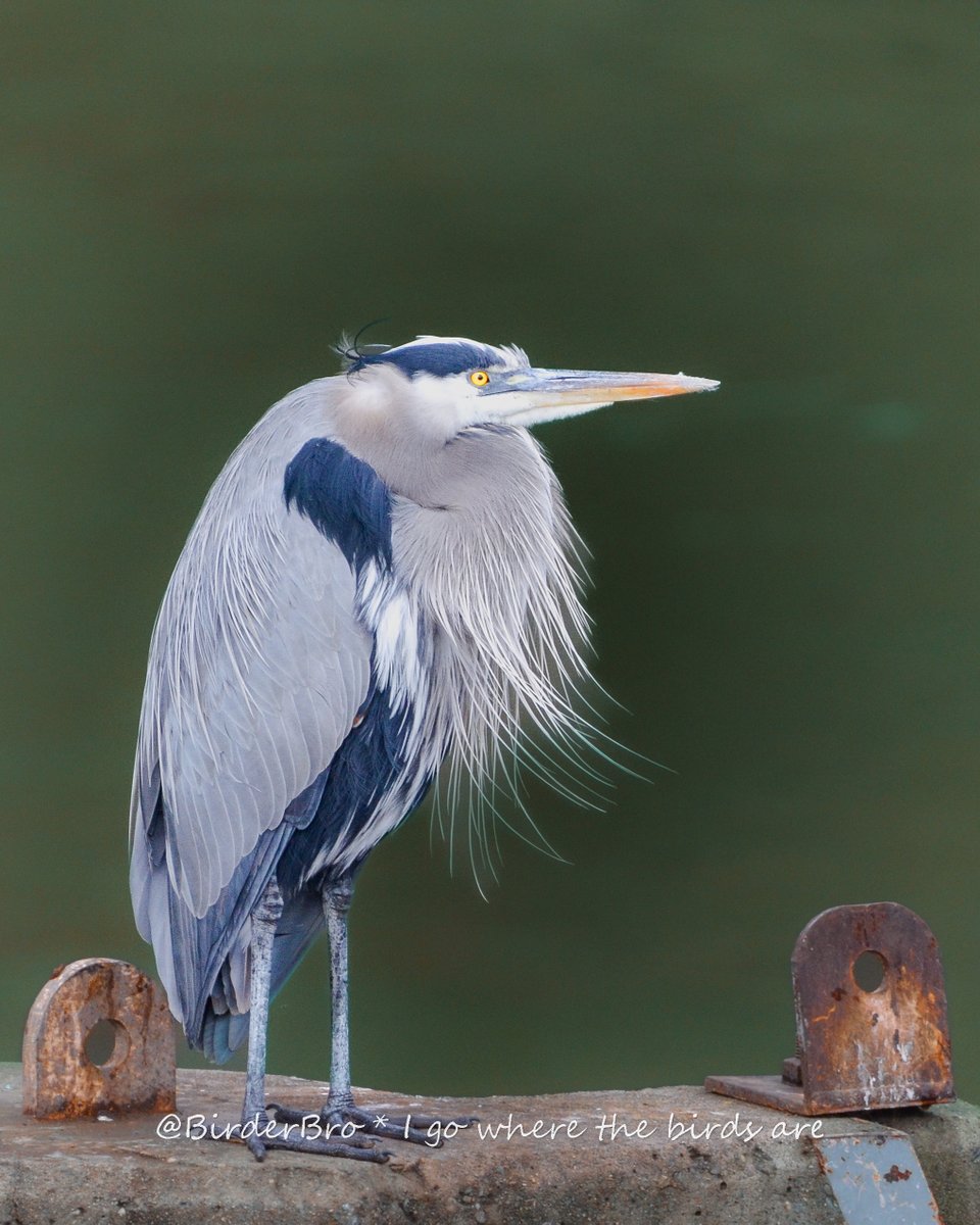 BirderBro's tweet photo. Patiently waiting for #WaderWednesday to arrive...
Great Blue Heron 💙⬇️😊

#birds #BirdsOfTwitter #BirdTwitter #birding #birdwatching #heron #photography #nature #wildlife #birdphotography #NaturePhotograhpy #wildlifephotography #WildlifeWednesday #TwitterNatureCommunity https://t.co/zCBeniIbEw