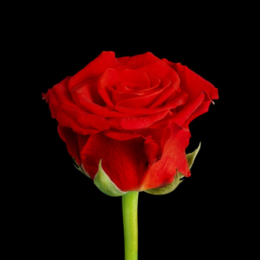 Natural beauty meets #technology! 🌿🔬 For this very reason, it also played a central role in the development of our #antireflection #coating.🌹This stunning rose particularly inspired us – and precisely that enables us today to produce a 100% glare-free coating for #PVmodules!☀️