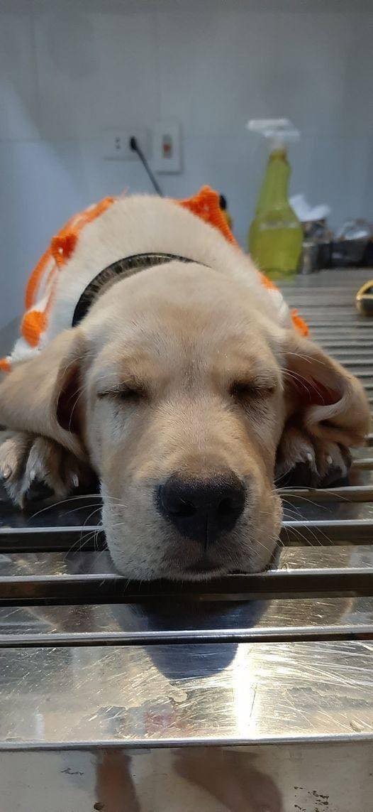 Milo not feel good, the doctor asked to be hospi*talized  Don't pass by without praying to my Milo 🙏