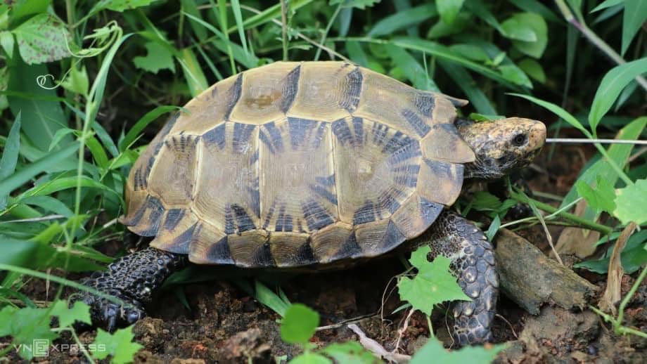 vuonstudio's tweet photo. Beautiful núi viền turtle in a natural jungle in Vietnam (sorry I haven’t checked its scientific name yet) #wildlife #wildlifeillustration https://t.co/zE2dZFyN3c