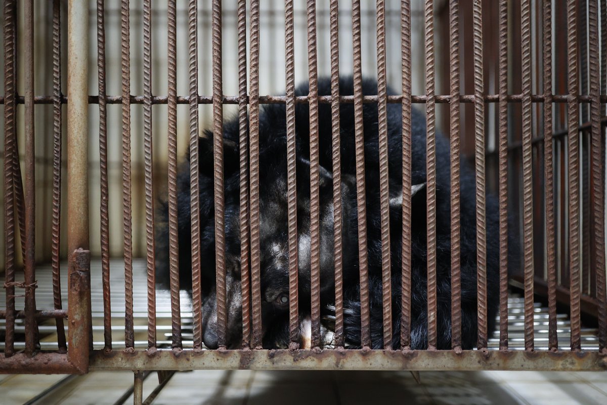 fourpawsint's tweet image. We have the unique chance to rescue her, but we can’t do it without your support.   Will you help us bring her to our #BEARSANCTUARY #NinhBinh to show her that there is so much more to life? ➡️ bit.ly/support-na