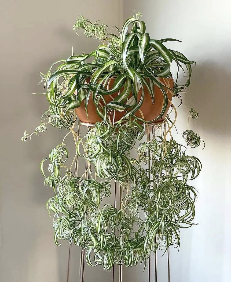 HobbyistPlant's tweet photo. The perfect spider plant 🌿 https://t.co/yRuuEOFs4r