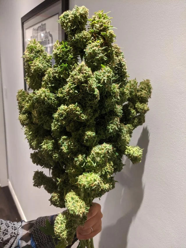 cannabishub's tweet photo. A bouquet of flowers 💐 

#Mmemberville #marijuana #weedlovers #thc https://t.co/80uJrvLgzH