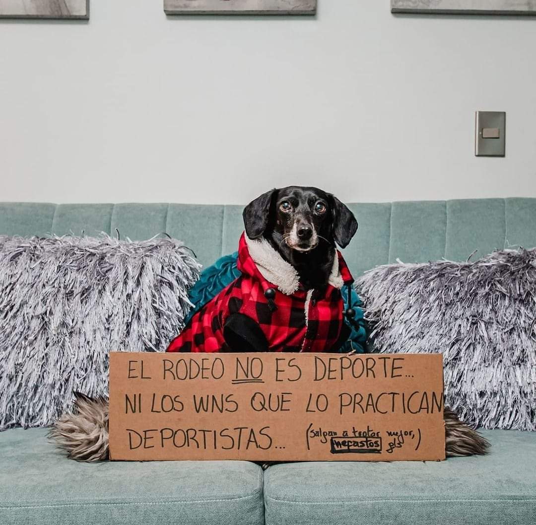 Francisca Torres Silva tweet media