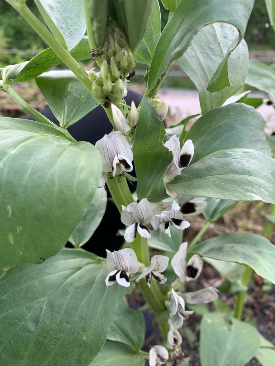 Gracias a los multiplicadores de semillas tradicionales de #Montanuy, se asegura la supervivencia de estas variedades, de nuestro patrimonio agrícola y se incrementa la biodiversidad. Mañana, toca día de visitas a huertos.<a href="/VisitaMontanuy/">Visita Montanuy</a> iniciativa financiada 80% por <a href="/dph/">Alfanhuí - dph-atm.bsky.social</a>