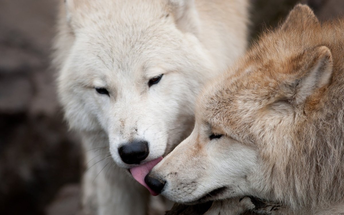 Wolf_lover30's tweet photo. Wolf lover
#wolfgirlandblackprince #WolfAngels #wolfcross #wolfdogcommunity #wolfalice #wolfmix #wolfsbane #wolfies #wolfe #wolfconservationcenter #神宮寺勇太_Instagram #おりほー https://t.co/eZ118YGbOW