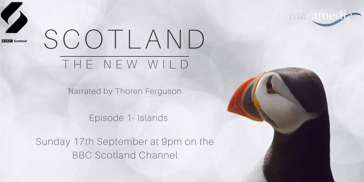 🚨 📣 Very excited to announce our new three-part wildlife series #ScotlandTheNewWild on @BBCScotland and @BBCiPlayer Sunday 17th September at 9pm. 🎉 Incredibly proud of the team and to all who have helped along the way! #wildlifefilmmaking #Scottishwildlife 🐬 🦅 🌴 🐛 🌺