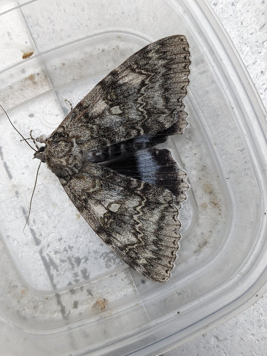 Another Clifden Nonpareil to add to the growing list. This time at Heysham.

 @MigrantMothUK  #mothsmatter