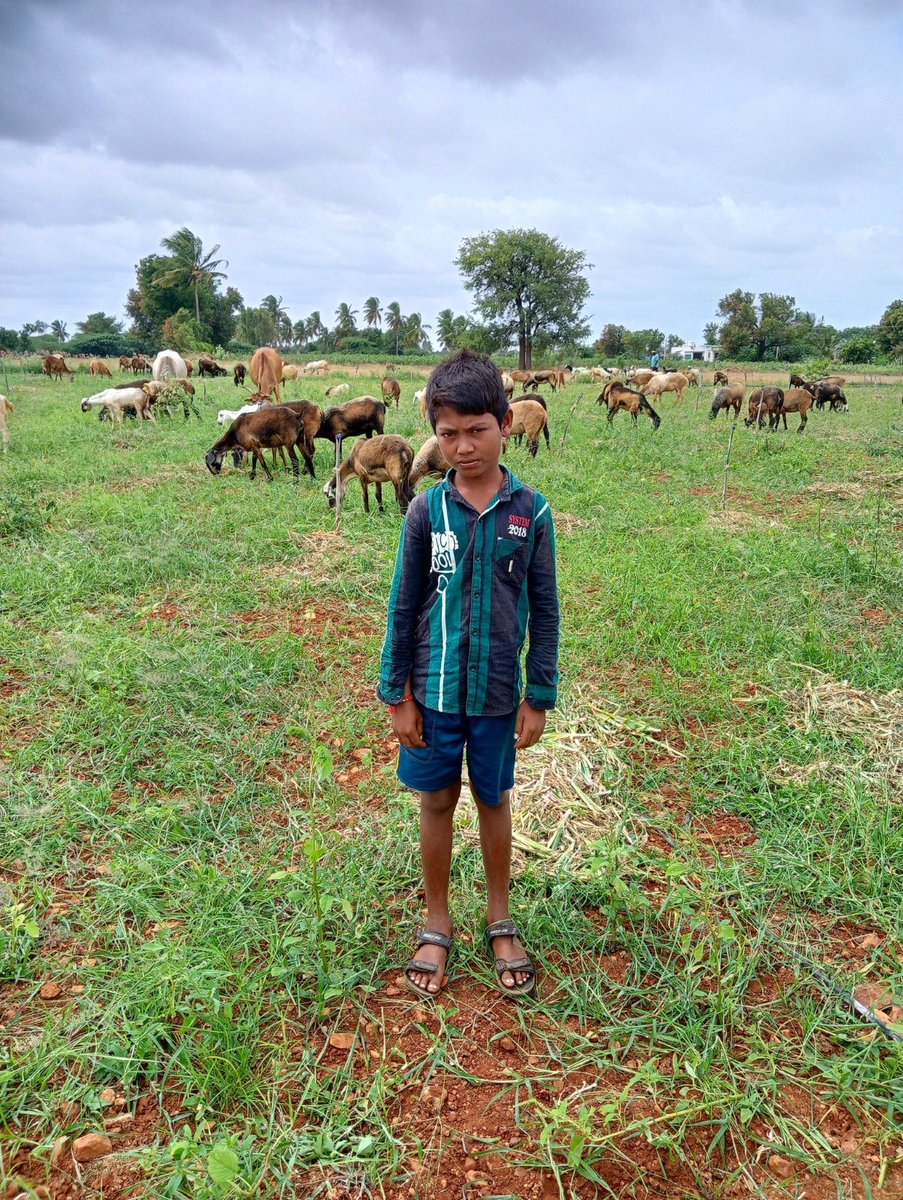 RakshaRamaiah's tweet photo. ಚಿತ್ರದುರ್ಗದ  ಮೊಳಕಾಲ್ಮೂರಿನ ಬಸಾಪುರದ ಯೋಗೇಶ್‌ ಎಂಬ ಬಾಲಕನನ್ನು ಆತನ ತಂದೆ ತಾಯಿ ಒತ್ತಾಯಪೂರ್ವಕವಾಗಿ ಶಾಲೆ ಬಿಡಿಸಿ ಕಳೆದ 2 ವರ್ಷದಿಂದ ಕುರಿ ಮೇಯಿಸಲು ತೊಡಗಿಸಿದ್ದರು. ಈ ವಿಚಾರ ತಿಳಿದ ಶ್ರೀ @siddaramaiah ರವರು ಸಂಬಂಧಪಟ್ಟ ಅಧಿಕಾರಿಗಳನ್ನು ಮನೆಗೆ ಕಳುಹಿಸಿ 24 ಗಂಟೆಗಳ ಒಳಗೆ ಬಾಲಕನನ್ನು ಶಾಲೆಗೆ ಸೇರಿಸಿರುವುದು ಉತ್ತಮ ನಡೆಯಾಗಿದೆ. https://t.co/G3g1PtzE7M