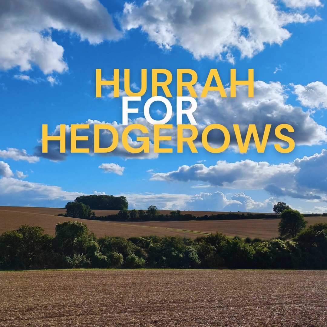 Continuing with our fascinating facts about #hedgerows from our partners at @thetreecouncil 🌳⁠
⁠⁠
#Fact 🏡 A new hedgerow may store 600 – 800 kg of CO2 equivalent per year per km, for up to 20 years.⁠ 

WOW! Mind blown. 
⁠
#uktrees #nativetrees #trundl