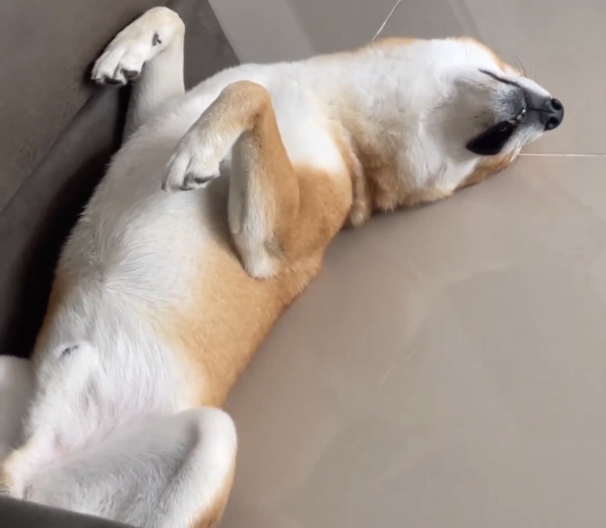 bpwithyin__'s tweet photo. ชิบะบ้านอื่นหลับ                       บ้านว่อง

/: เห้อมมมอ้วง🤣 https://t.co/7UeLLLpYDX