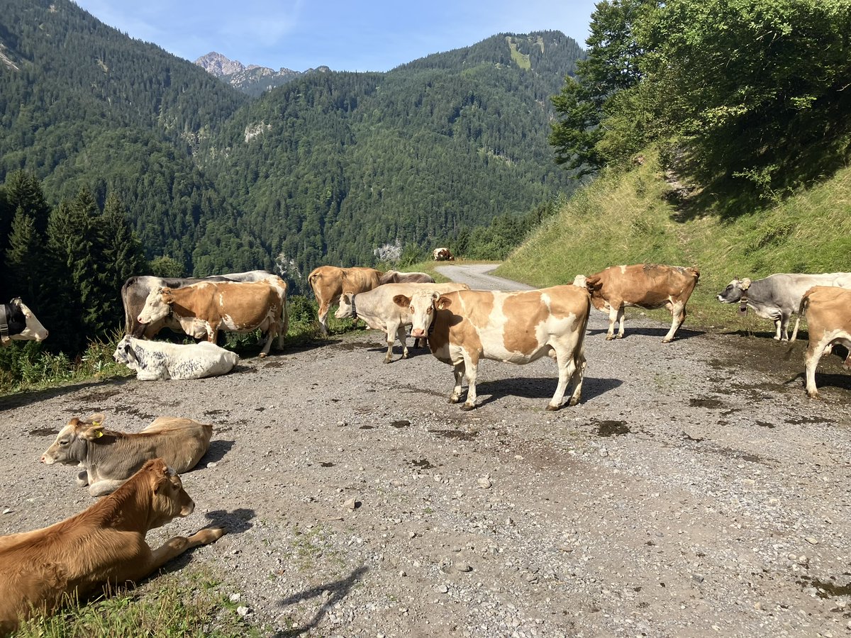 pluswert1's tweet image. Klimakleber. Jetzt auch bovine.  #Nachhaltigkeit und @Klimaschutz mit Rindern, nicht ohne. #Grasland statt Kraftfutter. @DailyCow