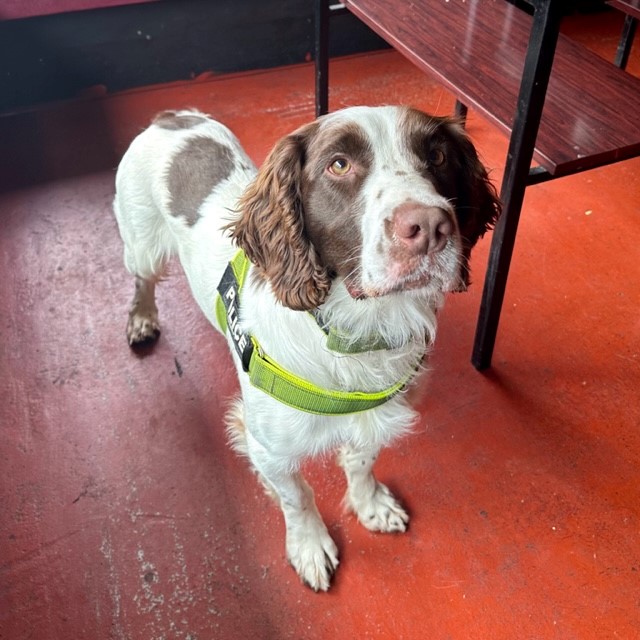 Cleveland Police Dogs tweet media