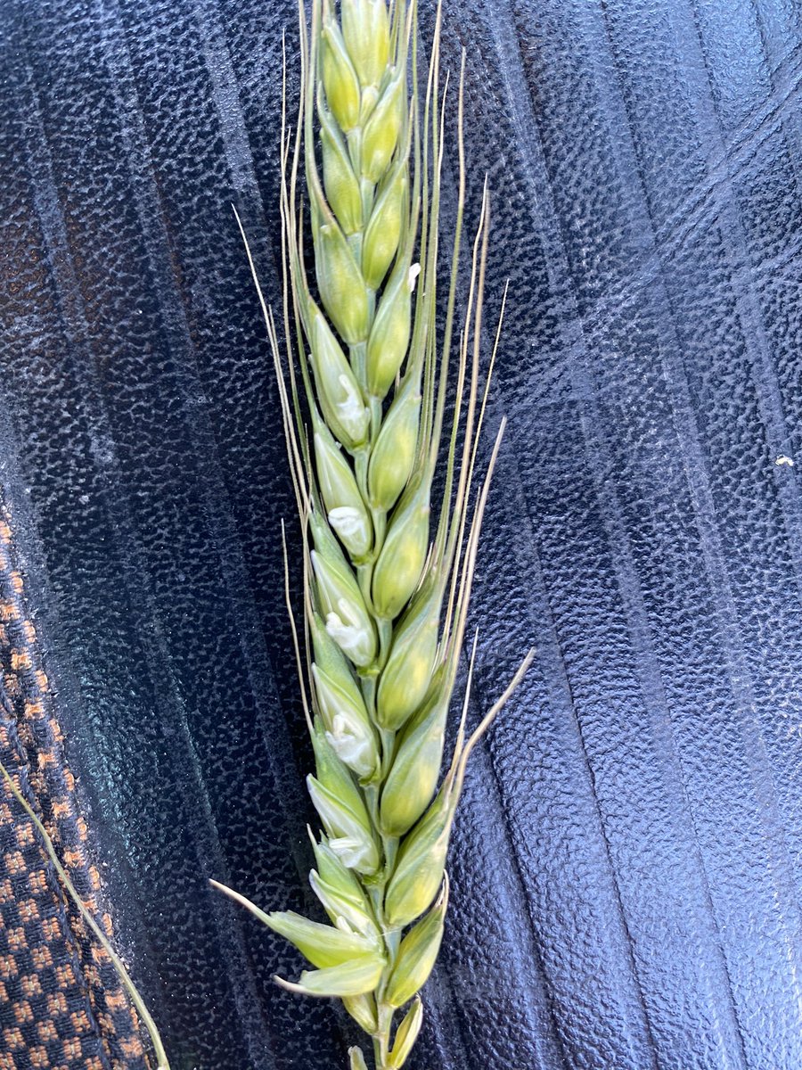 Alex Gill tweet media