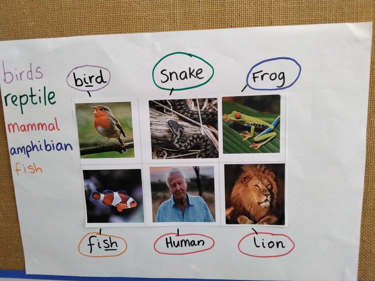 LeighPrimary's tweet photo. Year 1 are learning that there are different types of animals. We have been naming the animals and sorting them into their correct groups. Can you remember the characteristics of an amphibian? Where can you find an amphibian? πΈ #year1 #Science #learning #keyvocabulary https://t.co/Xu0lT82Jbk