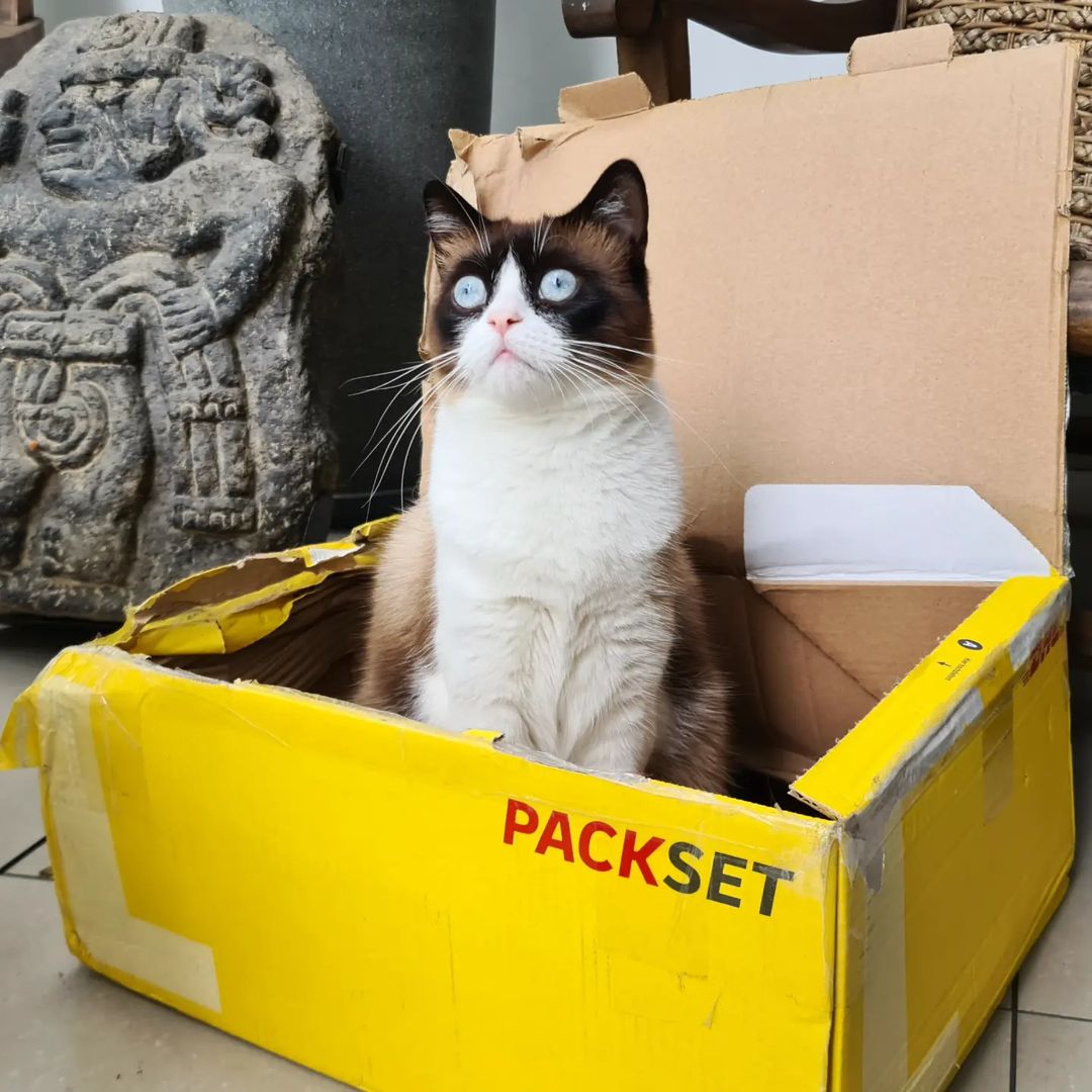 DHLPaket's tweet image. Sie ist ein Meowdel und sie sieht gut aus. 🎶😆🐱

📸: Instagram misha_and_gatito

#DHL #ohrwurm #packset #katze