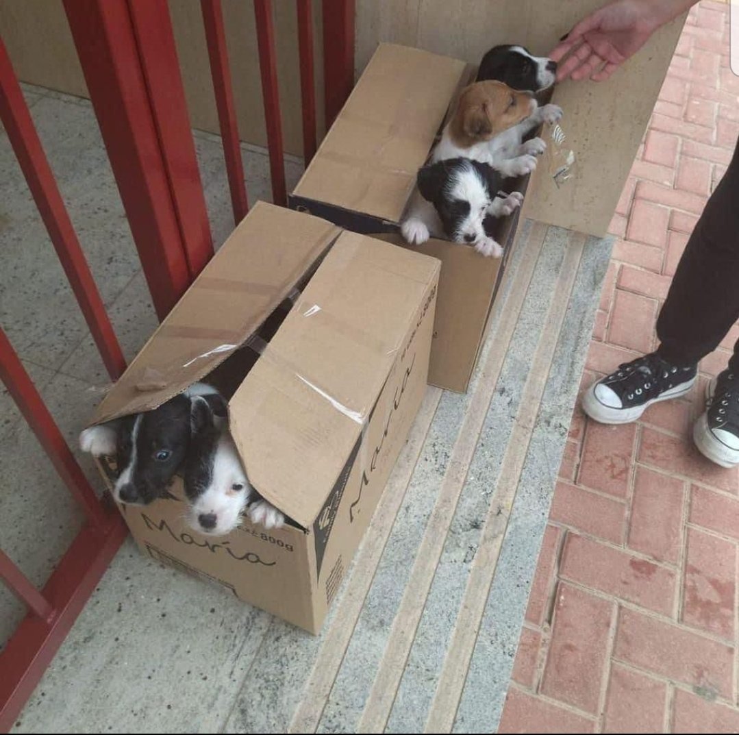 10 cachorros mezcla de border collie con otro perro de caza, nacieron hace 20 días y la mamá murió ayer. El dueño del perro no se va a hacer cargo de ellos y es muy probable q los maten, alguien quiere, o podéis difundir?  Si hay alguien interesad@ llamad a *Miguel 636 167 006