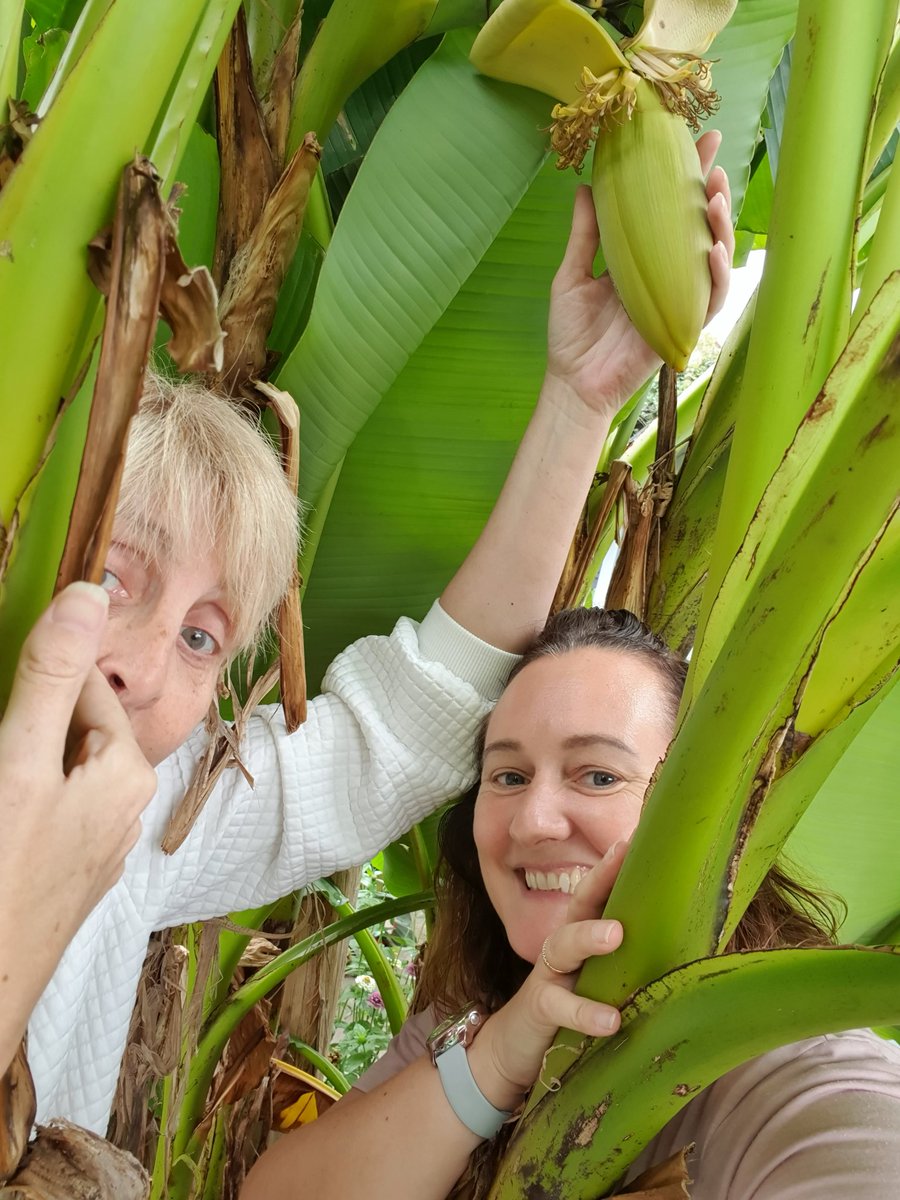PoppinsDaycare1's tweet photo. After 7 years of nurturing @Totallytots23 and I are finally proud owners of a Banana Tree Flower Pod 😲🍌🌴😍 #awardwinners2023 #smallbutmighty #allotmentuk #proud #earlyyears https://t.co/1MqHfh7sqn