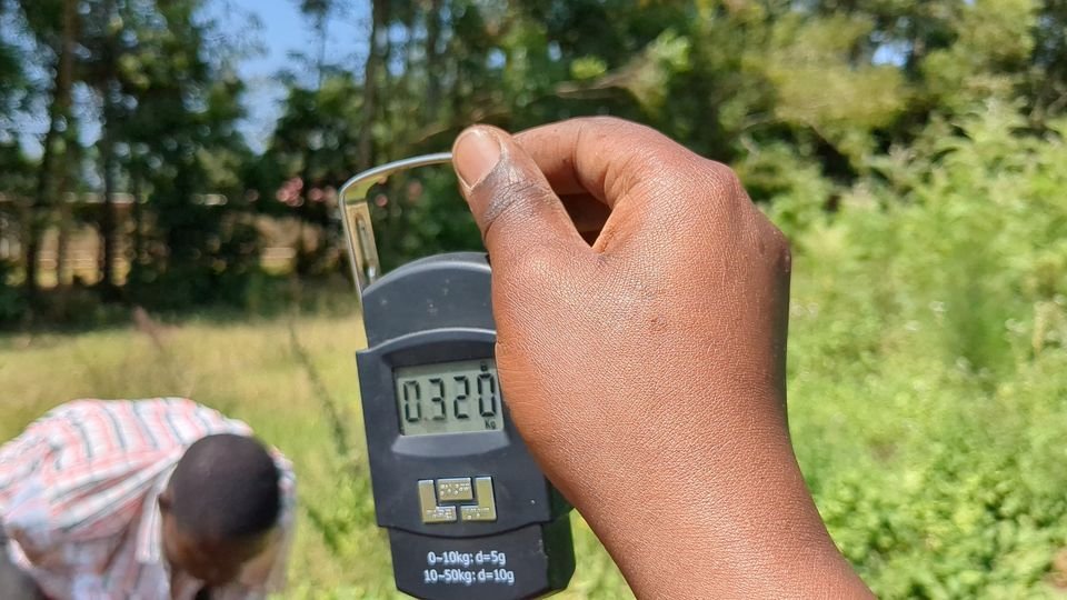 CETC_IL's tweet photo. Partnership between the @plantvillage , @IITA_CGIAR , &amp; @icipe is scaling research on 𝐥𝐢𝐠𝐧𝐨𝐜𝐞𝐥𝐥𝐮𝐥𝐨𝐬𝐞 𝐛𝐚𝐧𝐚𝐧𝐚 𝐩𝐚𝐩𝐞𝐫 for battling soil-borne pathogens and enhancing sweet potato yields 🍠 

Get insights from PhD student @Tracyjayo 👇🏽https://t.co/rEVIaLRdjq https://t.co/5K9iK52zNf