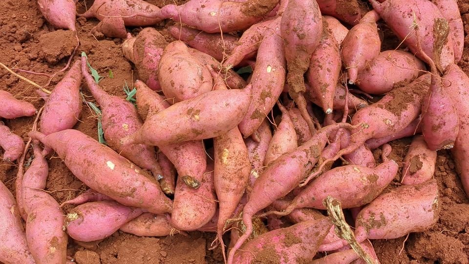CETC_IL's tweet photo. Partnership between the @plantvillage , @IITA_CGIAR , &amp; @icipe is scaling research on 𝐥𝐢𝐠𝐧𝐨𝐜𝐞𝐥𝐥𝐮𝐥𝐨𝐬𝐞 𝐛𝐚𝐧𝐚𝐧𝐚 𝐩𝐚𝐩𝐞𝐫 for battling soil-borne pathogens and enhancing sweet potato yields 🍠 

Get insights from PhD student @Tracyjayo 👇🏽https://t.co/rEVIaLRdjq https://t.co/5K9iK52zNf
