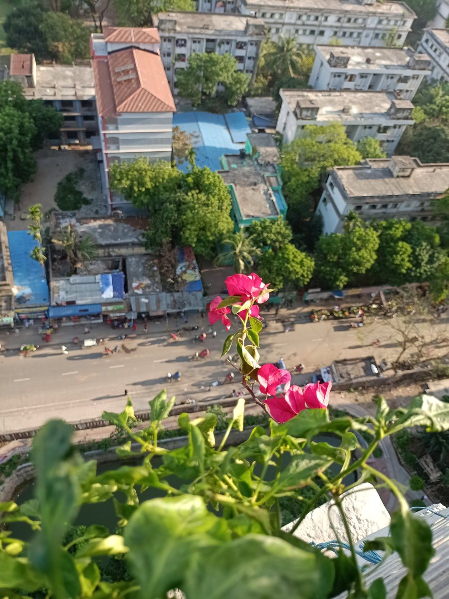 Anikaaaaaaa13's tweet photo. Sunset and bougainvillea for joon. 

#HecticDaysWithJoon 
#HappyRMDay https://t.co/c1Fdp6s30j