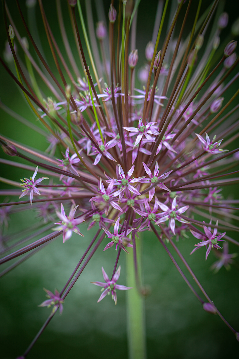 Chiltern Seeds tweet media