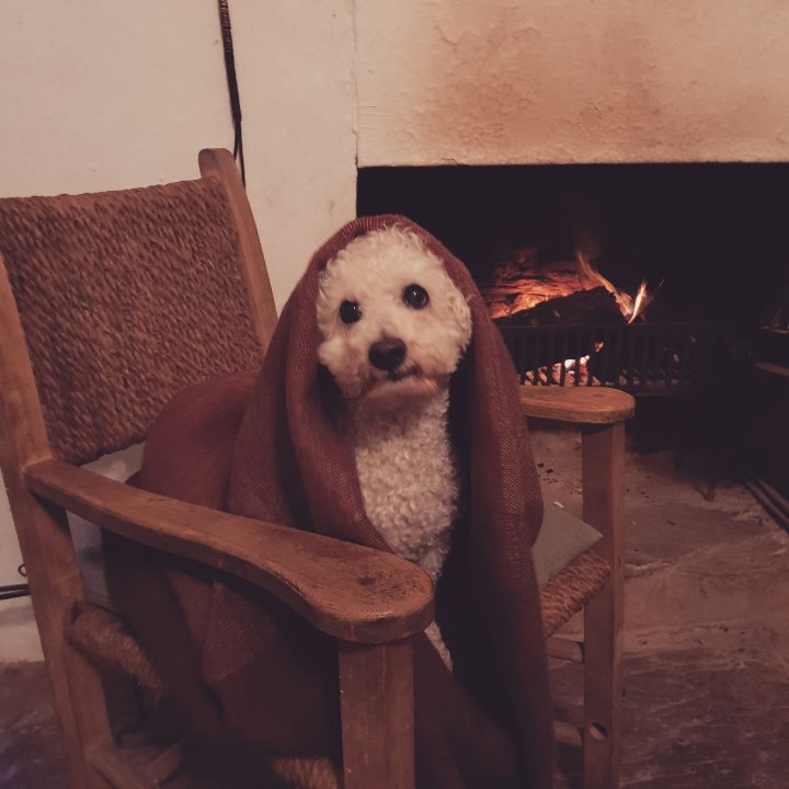 Lynn Boylan 🍷📖🐾 tweet media
