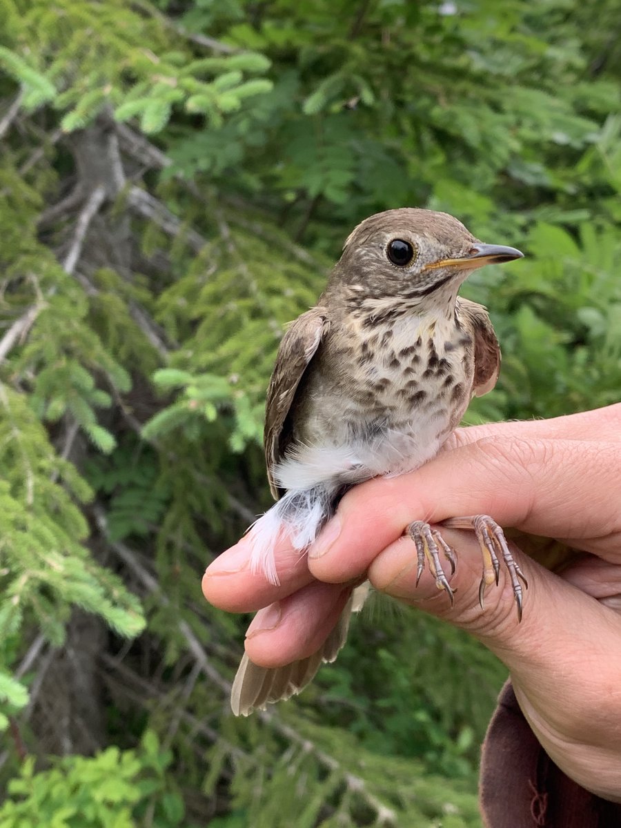 Our latest paper on the imperiled Newfoundland Gray-cheeked Thrush is out. Great work by Jenna McDermott showing that they are strongly segregated from introduced squirrels across an elevation gradient.