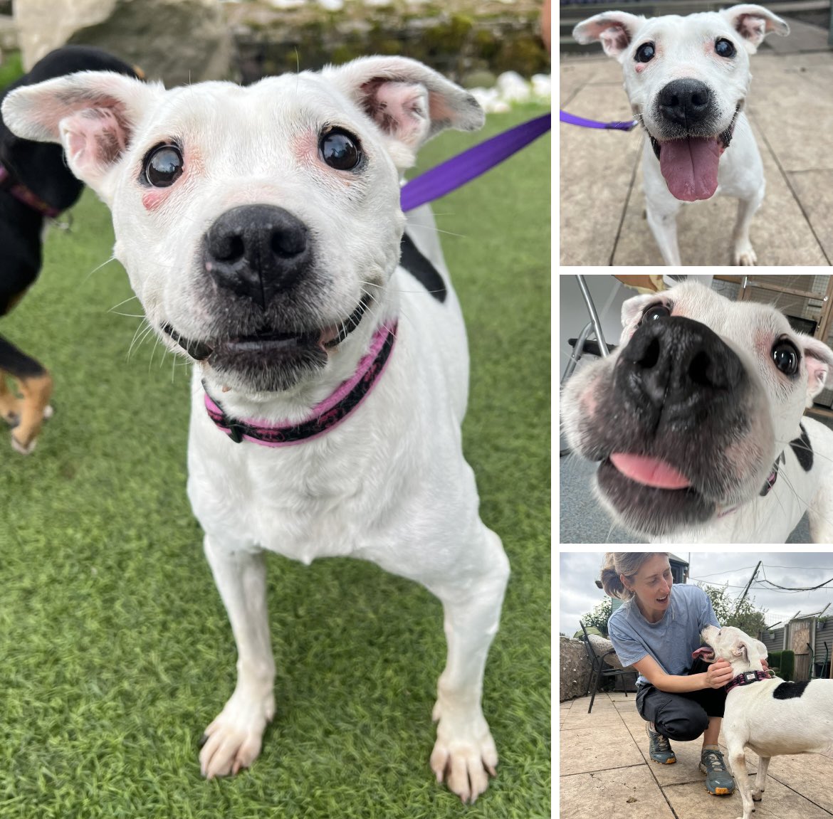 Dogs4Rescue's tweet photo. Just look at her little face 😍 Dottie arrived yday and has gone on special foster for a couple of days to relax after finding herself in the pound. They are overflowing with unwanted dogs. Please don’t fund the breeders - save two lives instead. The dog you adopt & the one who takes their place 💜