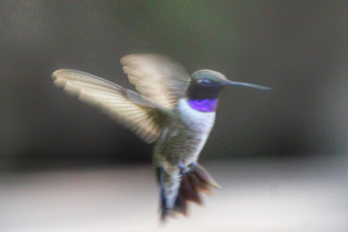 #Hummingbirds in flight. Paton Center, 9/9/2023. (More photos on my other social media accounts.)  #ArizonaBirds