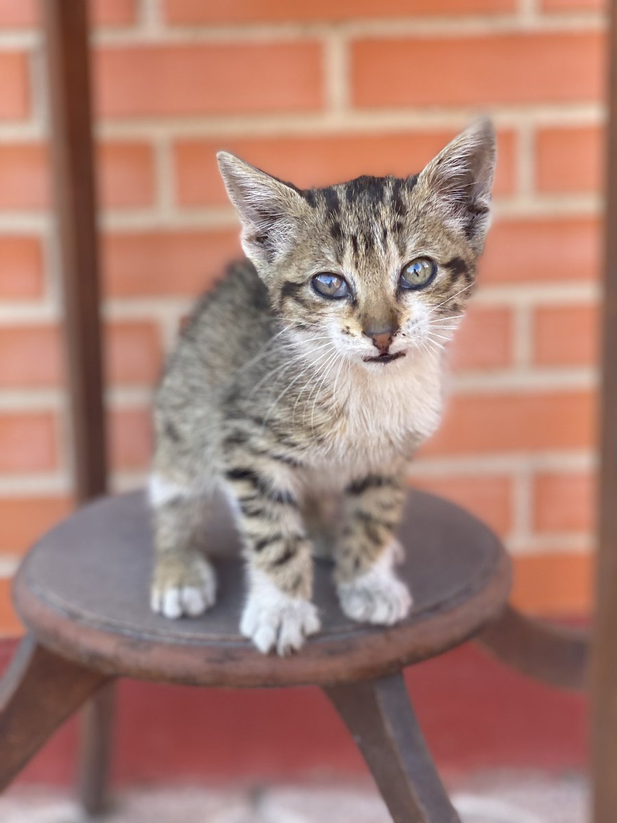 No sé qué hacer con él. No puedo quedármela. No aé si es gata o gato. 
La protectora del ayuntamiento de Madrid no puede hacerse cargo. Please!!! <a href="/hogardegatos/">HOGAR DE GATOS</a>