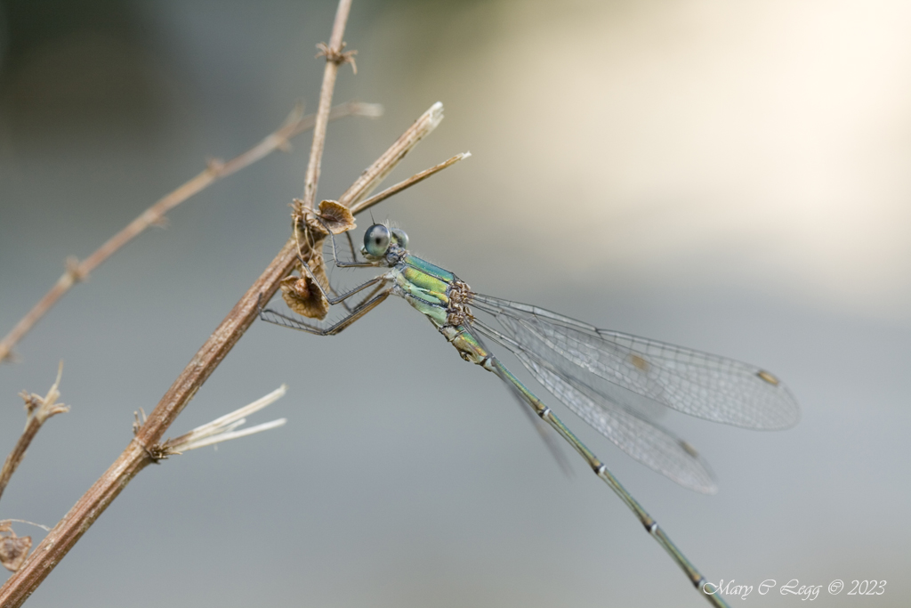 pogomcl's tweet photo. Willow Emerald, Chalcolestes viridis Canon 400D EF 100 2.8 f/5.6 1/40 iso: 100 Prague, Czech Republic 9/8/2008 #Damselflies #Odonata #emeralds #spreadwings #Insects #invertebrates #wetlands https://t.co/tGd48rQnnO