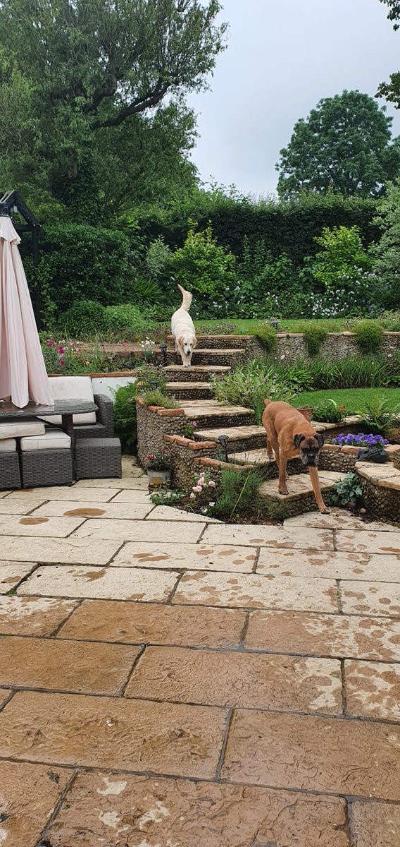#Goldenretriever Lumen was resting in her normal place and #boxer Otto went to bring her in, thinking did someone say cheese? !😃