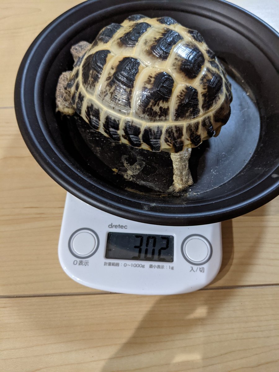 global0512's tweet photo. 本日逃げ出してしまいました。
３歳で手のひらサイズ。特徴は右後ろの多甲と左後ろの爪の欠損です。よく動く子なので近くにいるのかどうかも分かりません。もし千葉県で拾った方など居たら連絡待ってます。 https://t.co/BvrgxsDU8Q