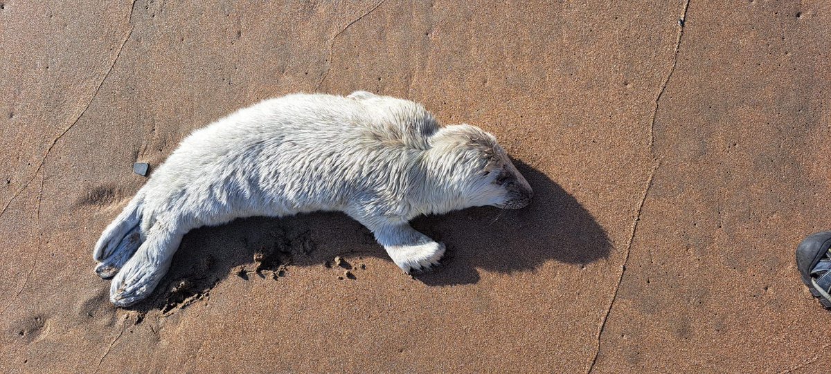 Picked up a porpoise and a seal yesterday, both found in Wales- relay recovered with @MatthewWestfie3. Porpoise found floating off New Quay by @CBMWC who very kindly recovered it for us; the seal pup was found at Mwnt. #CSIoftheSea exams to follow soon, more to follow soon...