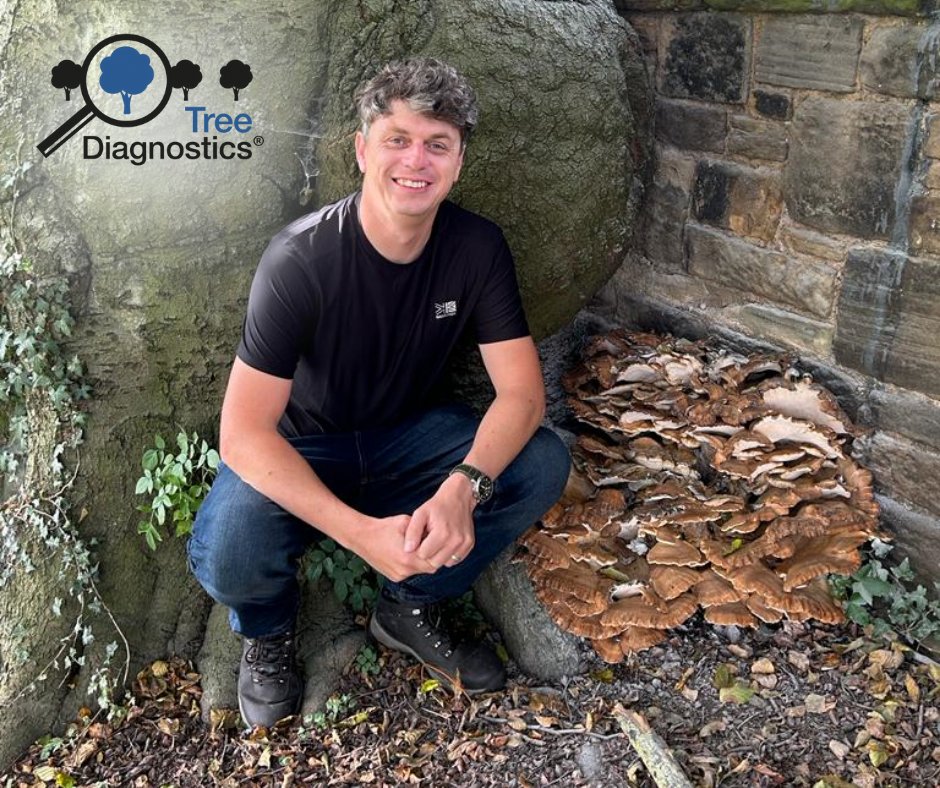 Treediagnostics's tweet image. Mat found some fascinating fungi - Meripilus  - while exploring nature today! 🍄🌳 
 #TreeDiagnostics #FungiExploration #TreeCare