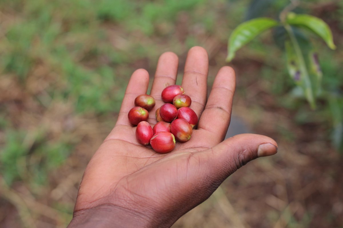 hotnumbers's tweet photo. We're introducing a fresh Ethiopian coffee from the Sidamo region: Buriso Amaje #2. It's a natural coffee with hints of blackberry, citrus fruits and black pepper. A really different espresso taste. Going live later this week! #hotnumbers #coffee #ethiopia https://t.co/SUi04GmukR