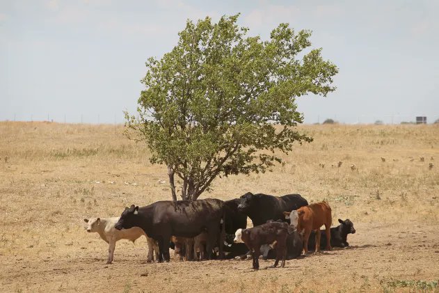 Such a tragic picture, these poor cows  made to stand put in the boiling 40c heat,just so obese humans can eat Big Macs. 

#AnimalRights
#farmingiscruel

<a href="/philip_ciwf/">Philip Lymbery</a>
 accuweather.com/en/business/ex… via <a href="/accuweather/">AccuWeather</a>