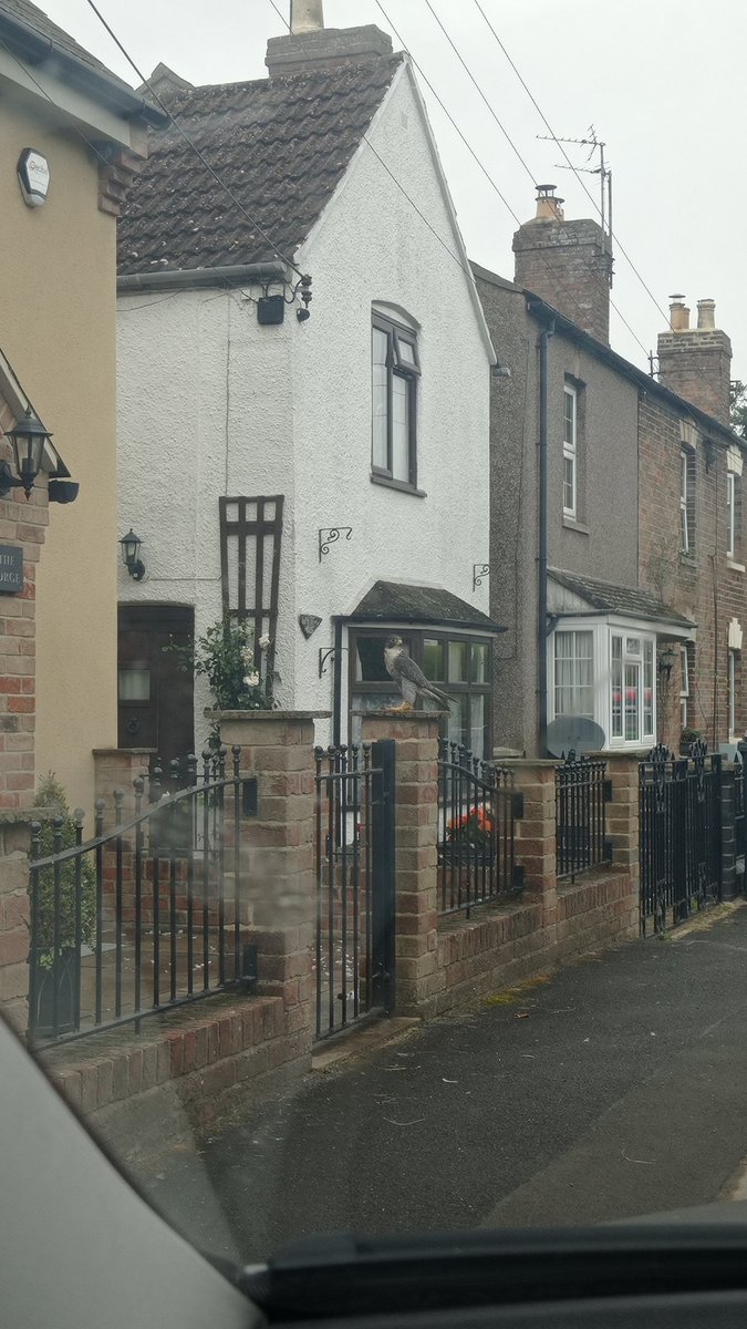 Nice surprise while on the way in to Slimbridge this morning, bit of a closer view of the church Peregrine and one less Collared Dove in the world!! #GlosBirds