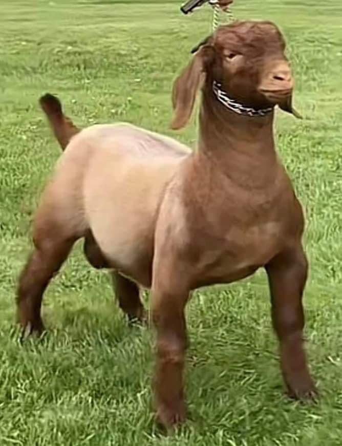 Just bought this XL BULLY GOAT GRUFF off Crack Head dave