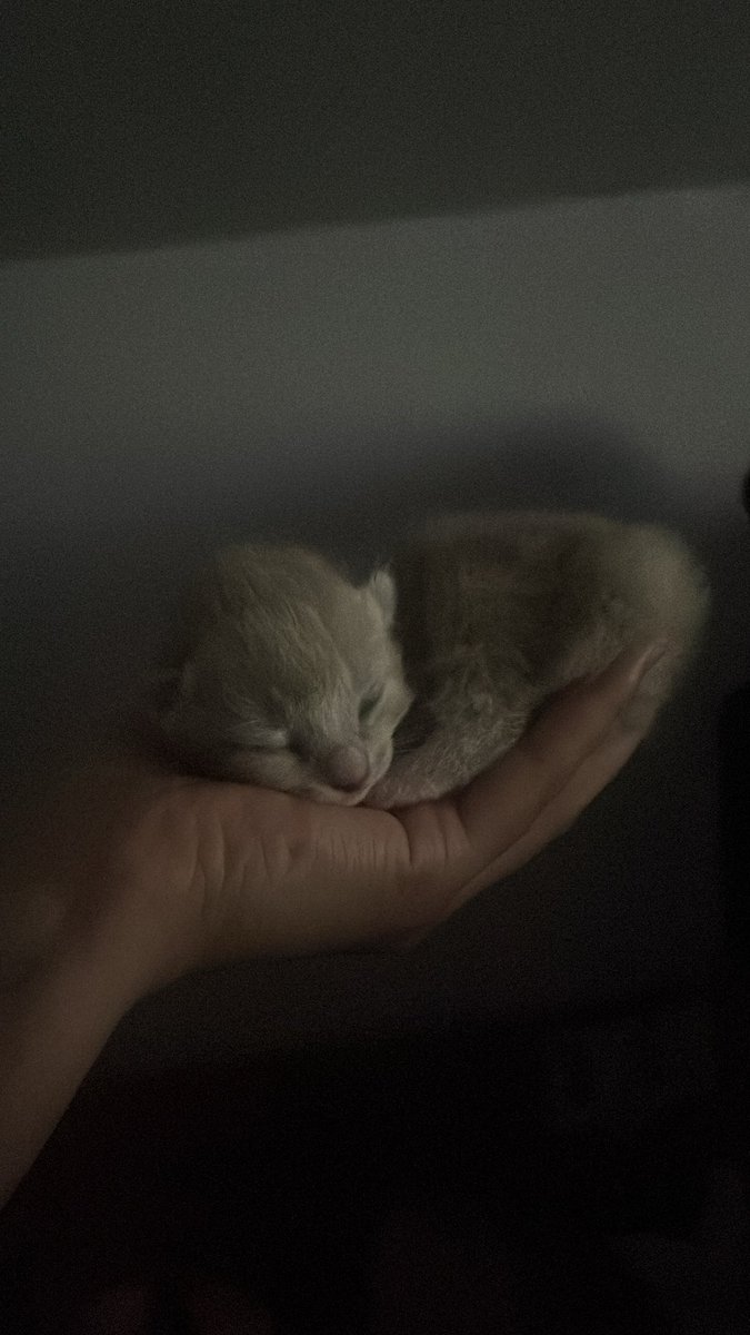yv2tt3's tweet photo. @ShouldHaveCat https://t.co/FlK4yrjdXr