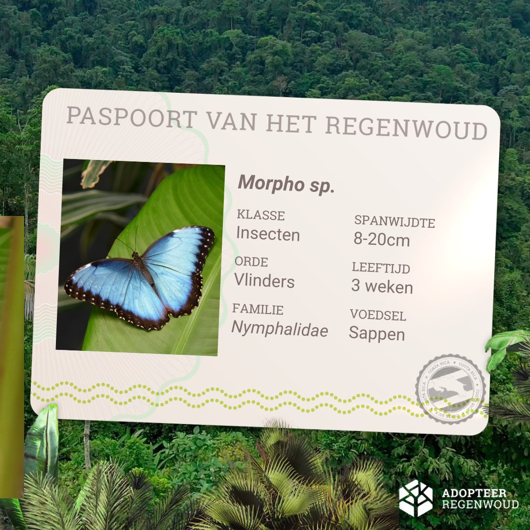 𝐃𝐞 𝐌𝐨𝐫𝐩𝐡𝐨
Deze prachtige blauwe #vlinder van wel 15 tot 20 cm breed lijkt met elke vleugelslag te verschijnen en weer te verdwijnen. Het is dan ook altijd een orkest van oeeehhh en aaahhhh als de studenten tijdens hun trip door het #regenwoud een Morpho tegenkomen.