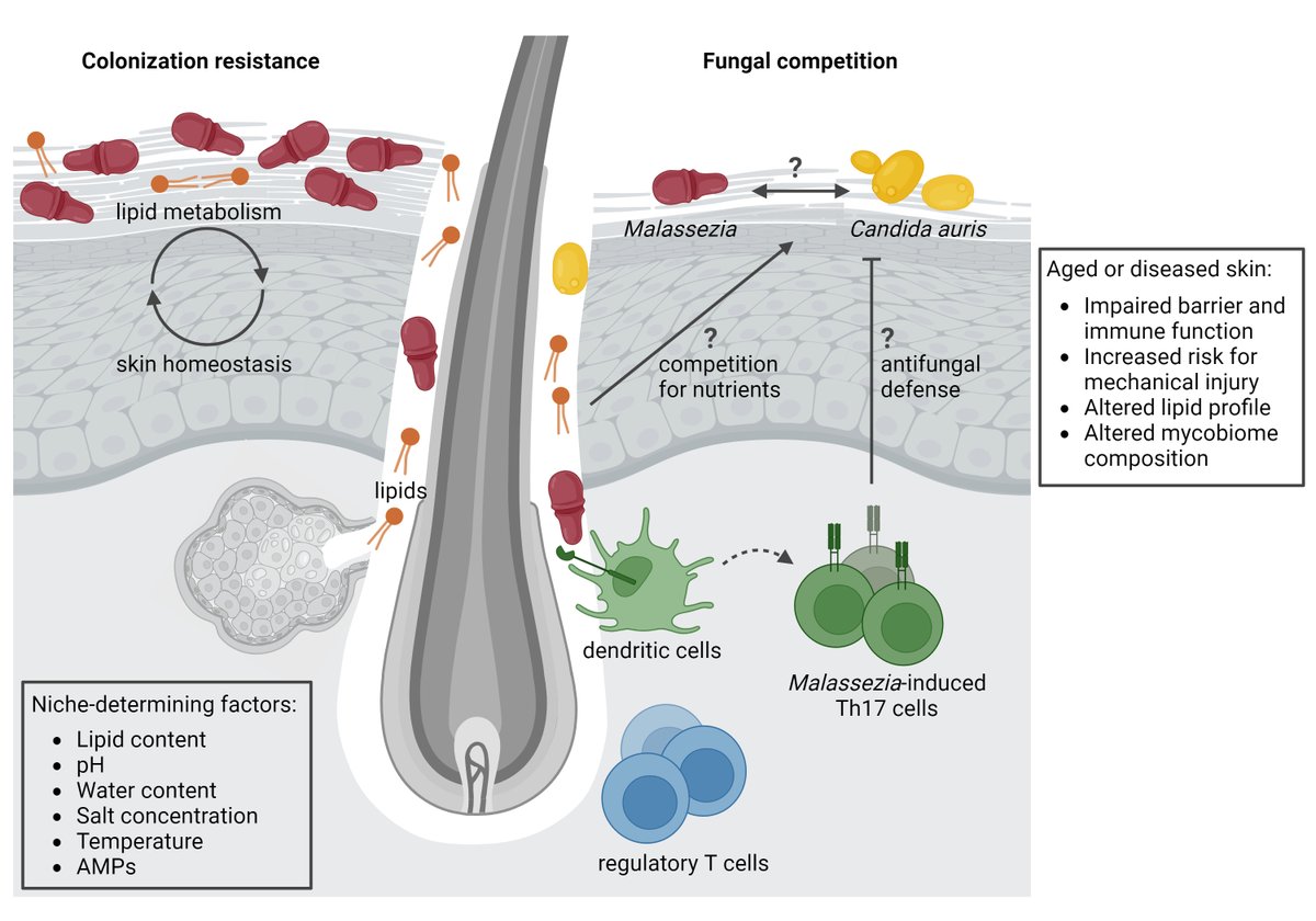 LabLeibundgut's tweet photo. Happy to share a new review article from the lab on "The skin mycobiome and inter-microbial interactions in the cutaneous niche"
https://t.co/eqTpCyecdp https://t.co/f0Lgc5Yffm