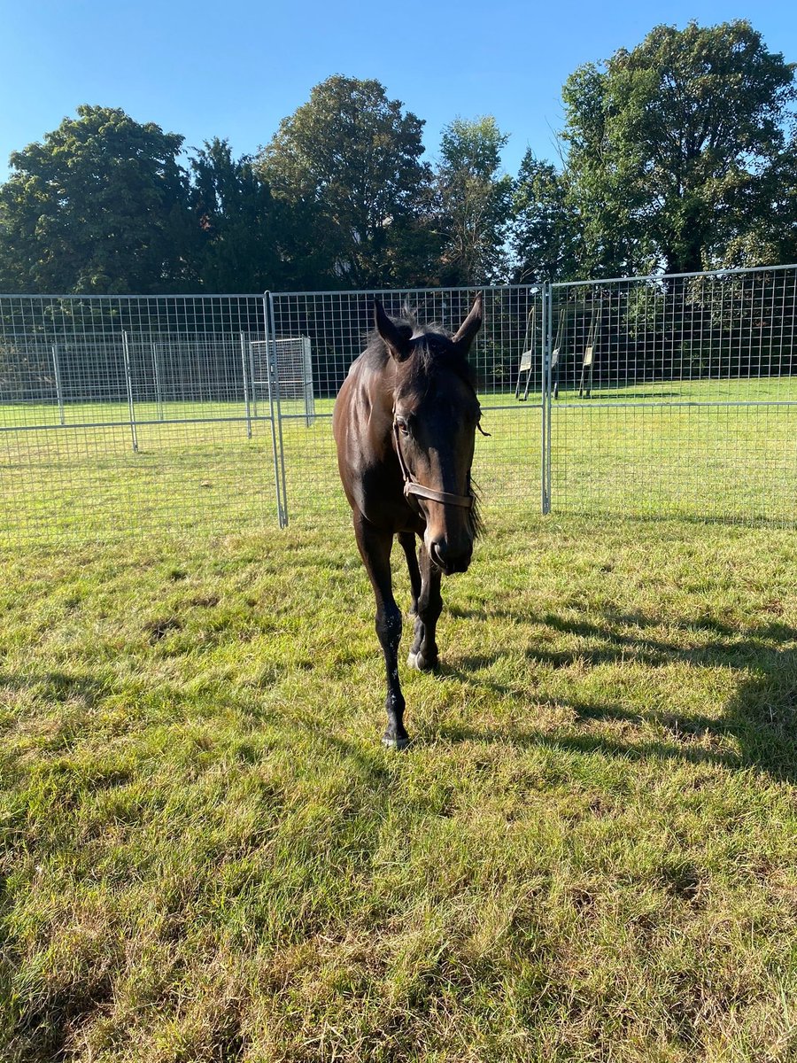 OldGoldRacing's tweet photo. Fitz Perfectly is a fan of some downtime in the grazing pen βοΈ
#downtime #relax #oldgoldracing #ownapieceoftheaction #getyourheartracing #fitzdares https://t.co/RUt4hnpAPj