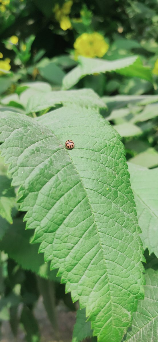 RaqibaNaz's tweet photo. the day I missed you, the day that specific beauty reminded me of you, I tried to capture that moment in my camera roll which never fails to give me relief ~~ 

#HecticDaysWithJoon 🕊️🐞🪴🌑 https://t.co/If3wo3aPkn