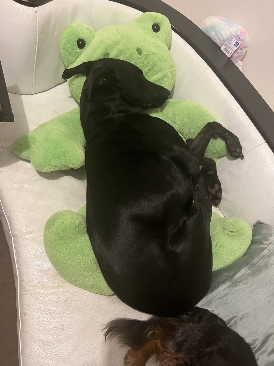ashcosmicart's tweet photo. Just a doberman being cuddled by her big frog best friend. https://t.co/SVq0NLtlDS
