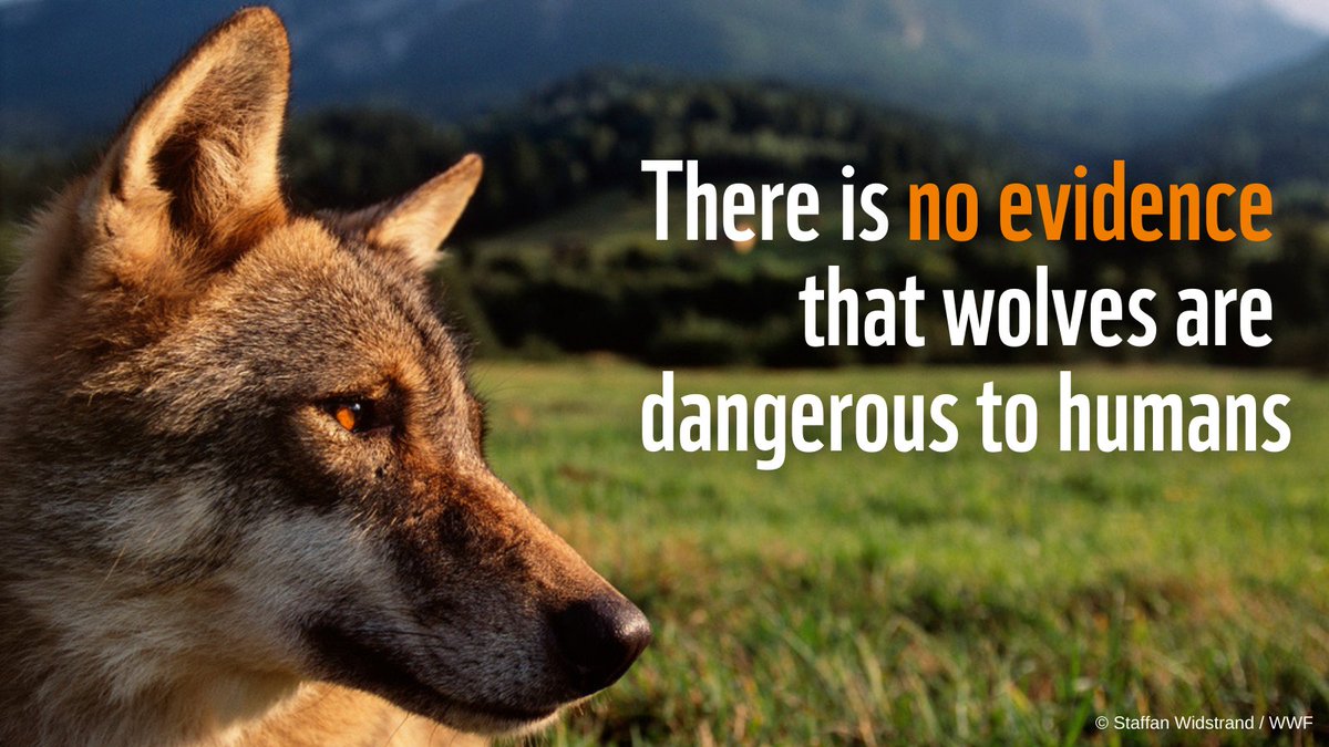 This week <a href="/Europarl_EN/">European Parliament</a> will debate #wolves in Europe.

Let's remember that there is NO evidence that 🐺 are dangerous to humans!

Member States must use existing tools to ensure livestock protection &amp; compensation to farmers!

Let's not jeopardise this major conservation success.