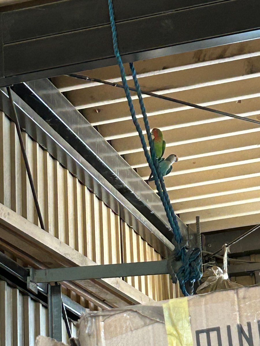 nino_ls_rrr's tweet photo. 【インコ 迷子】
直接自分が出会った訳じゃないですが10時頃に迷いインコを目撃したとの事です。
高所だった事＆会社内で保護出来ず、最後は飛んで行ってしまったそうです。
【住所は相模原の当麻】の辺りなので、2匹のインコを探されてる方の情報になれば…と思いツイートしました。
発見時から2匹→ https://t.co/067LHeOdQf