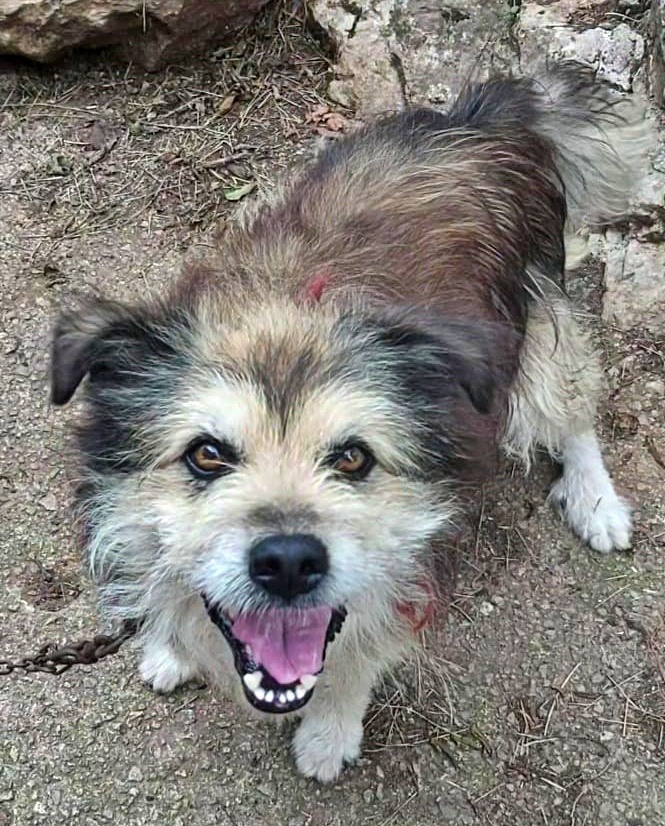 SosAbuelos1's tweet photo. #Asturias
Perdí a mi familia y a mi inseparable amigo perruno... y ahora busco una nueva familia

Tengo 7 añitos. Soy vital, divertido, confiado, cariñoso y buenísimo!! además me gusta acurrucarme como un gatito. 

¿A que soy guapérrimo? 
Pues... Ya estáis tardando en preguntar por mi!
Estoy sanote y pesaré apenas 7 Kg.

📧 adelante.defensa.animal@gmail.com