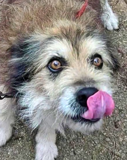 SosAbuelos1's tweet photo. #Asturias
Perdí a mi familia y a mi inseparable amigo perruno... y ahora busco una nueva familia

Tengo 7 añitos. Soy vital, divertido, confiado, cariñoso y buenísimo!! además me gusta acurrucarme como un gatito. 

¿A que soy guapérrimo? 
Pues... Ya estáis tardando en preguntar por mi!
Estoy sanote y pesaré apenas 7 Kg.

📧 adelante.defensa.animal@gmail.com
